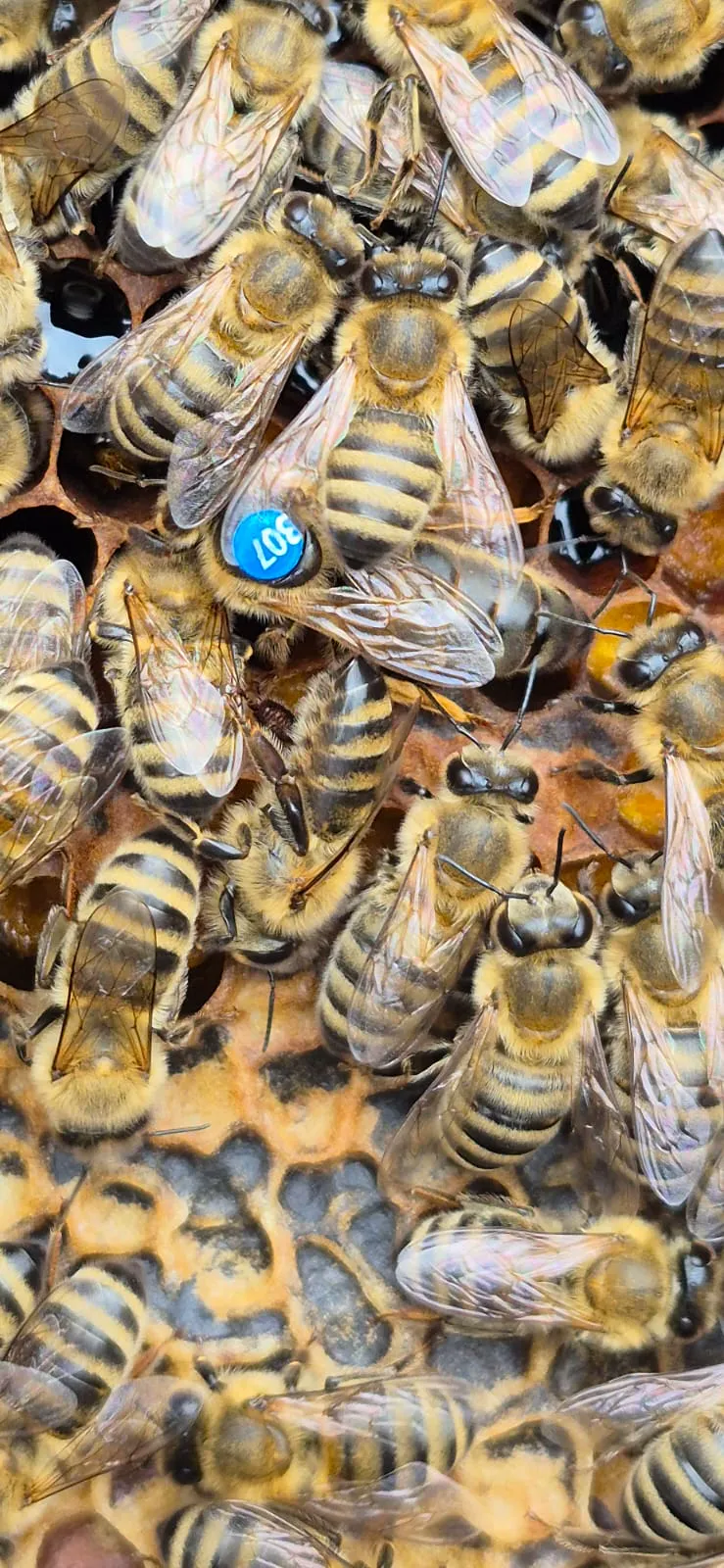 Bee hive and honey production